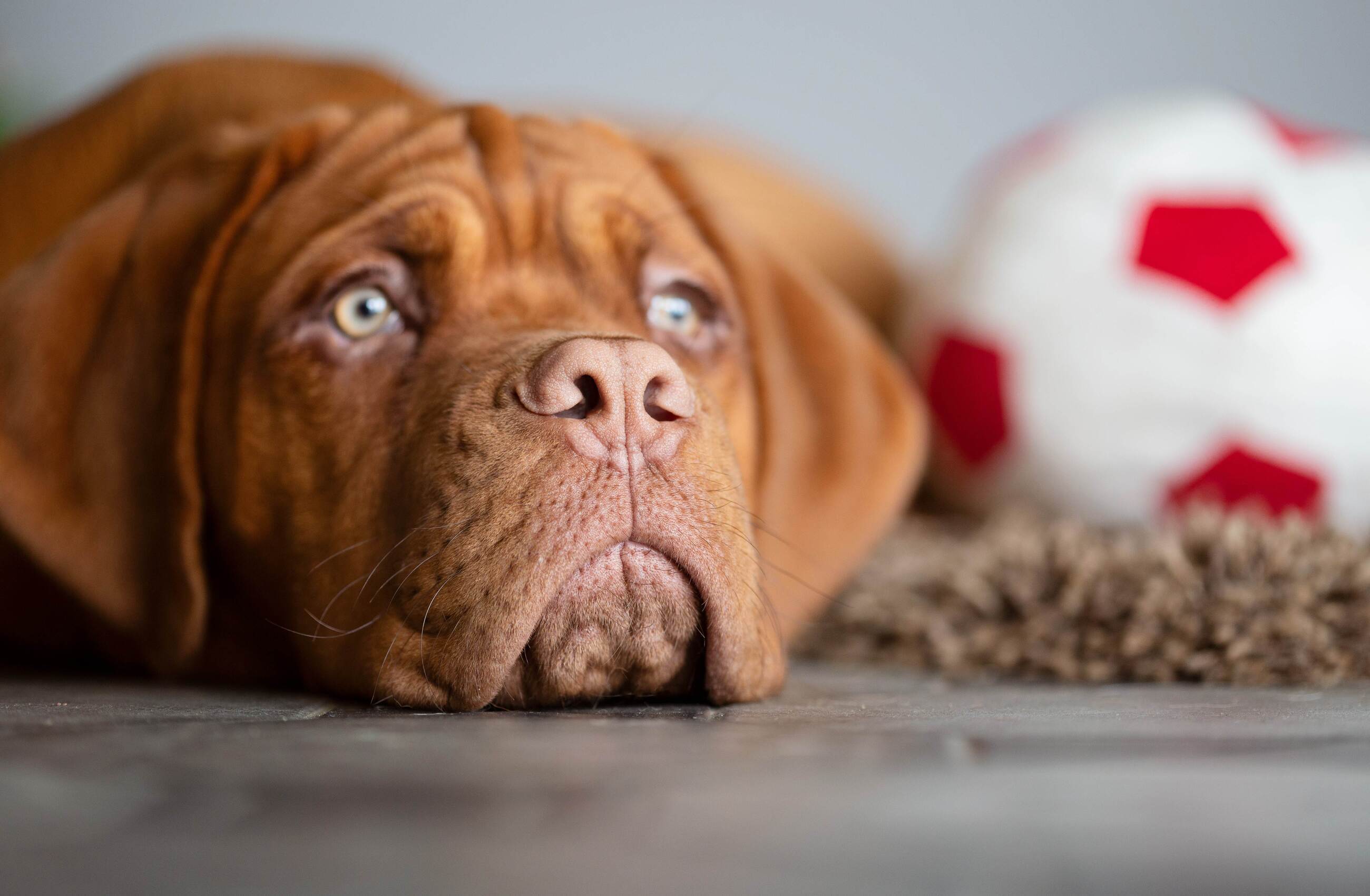 A dog lying sluggish on the floor with tired eyes next to untouched kibble.