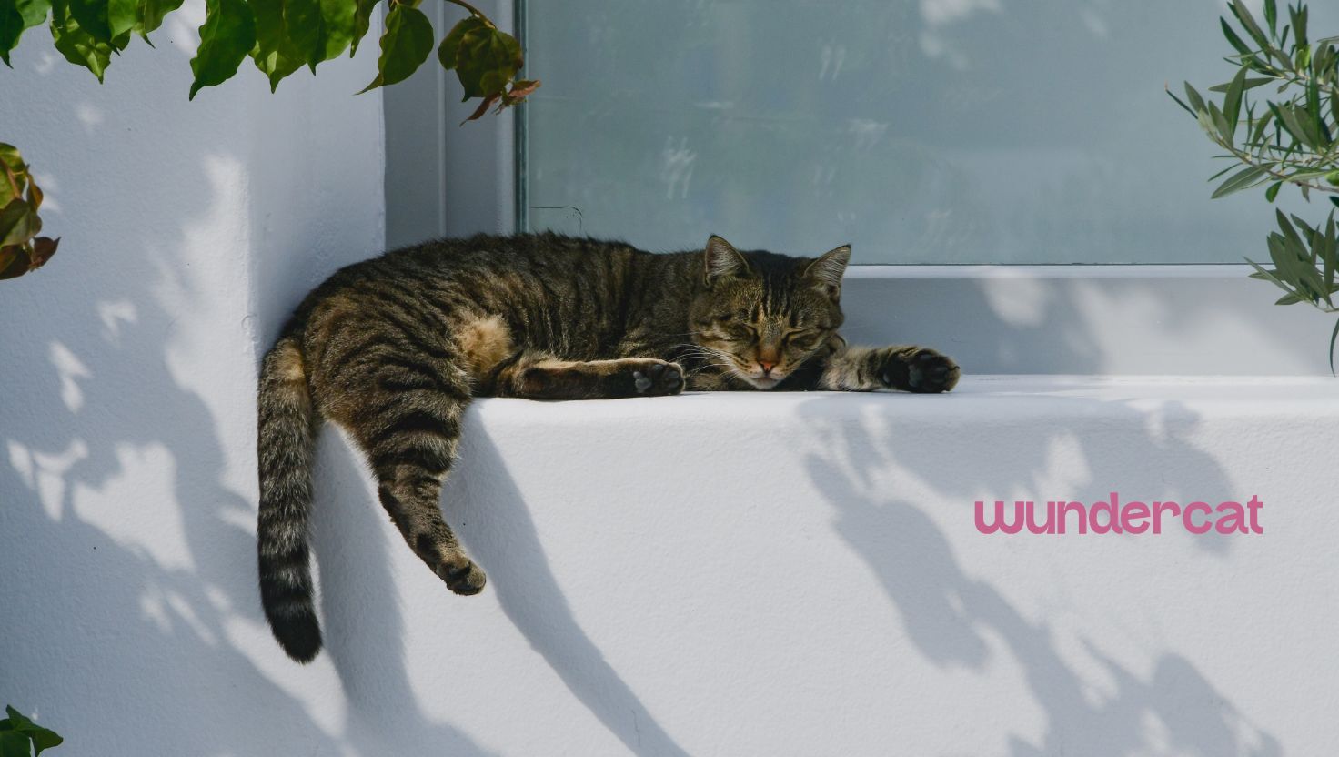 Tabby cat resting in the shade beside a window in a bright UAE home, highlighting cat hydration and comfort during warm weather.