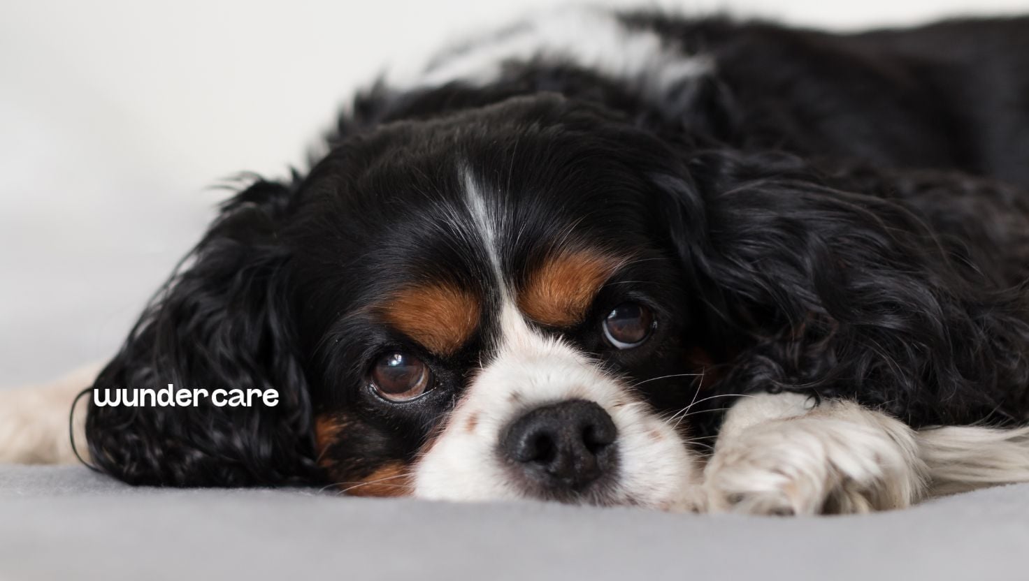Close-up of a Cavalier King Charles Spaniel lying down, illustrating a blog about mitral valve disease and heart health in the breed.