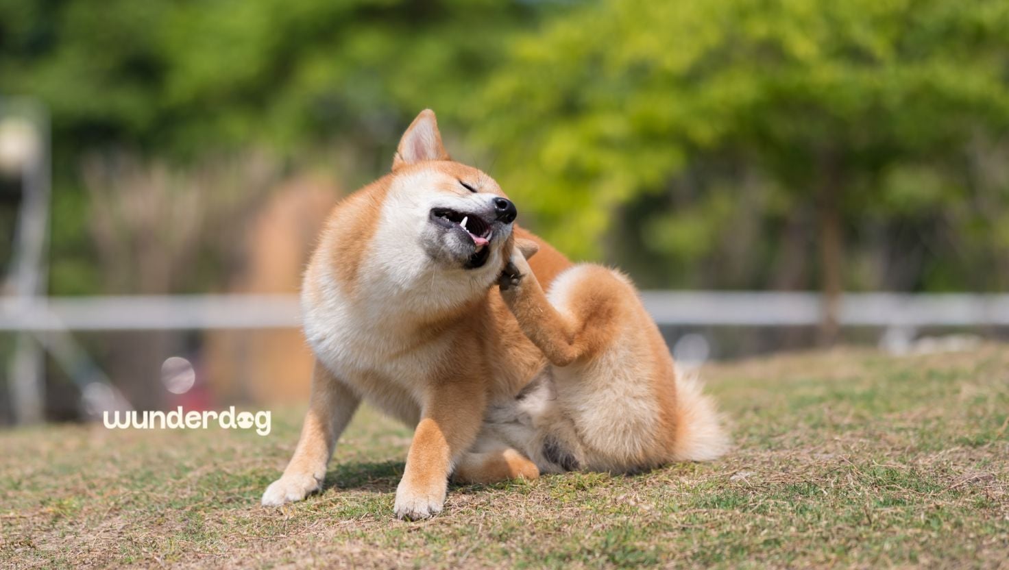 Shiba Inu scratching its neck outdoors, illustrating common allergy symptoms in dogs such as itching caused by food or environmental allergens in the UAE.