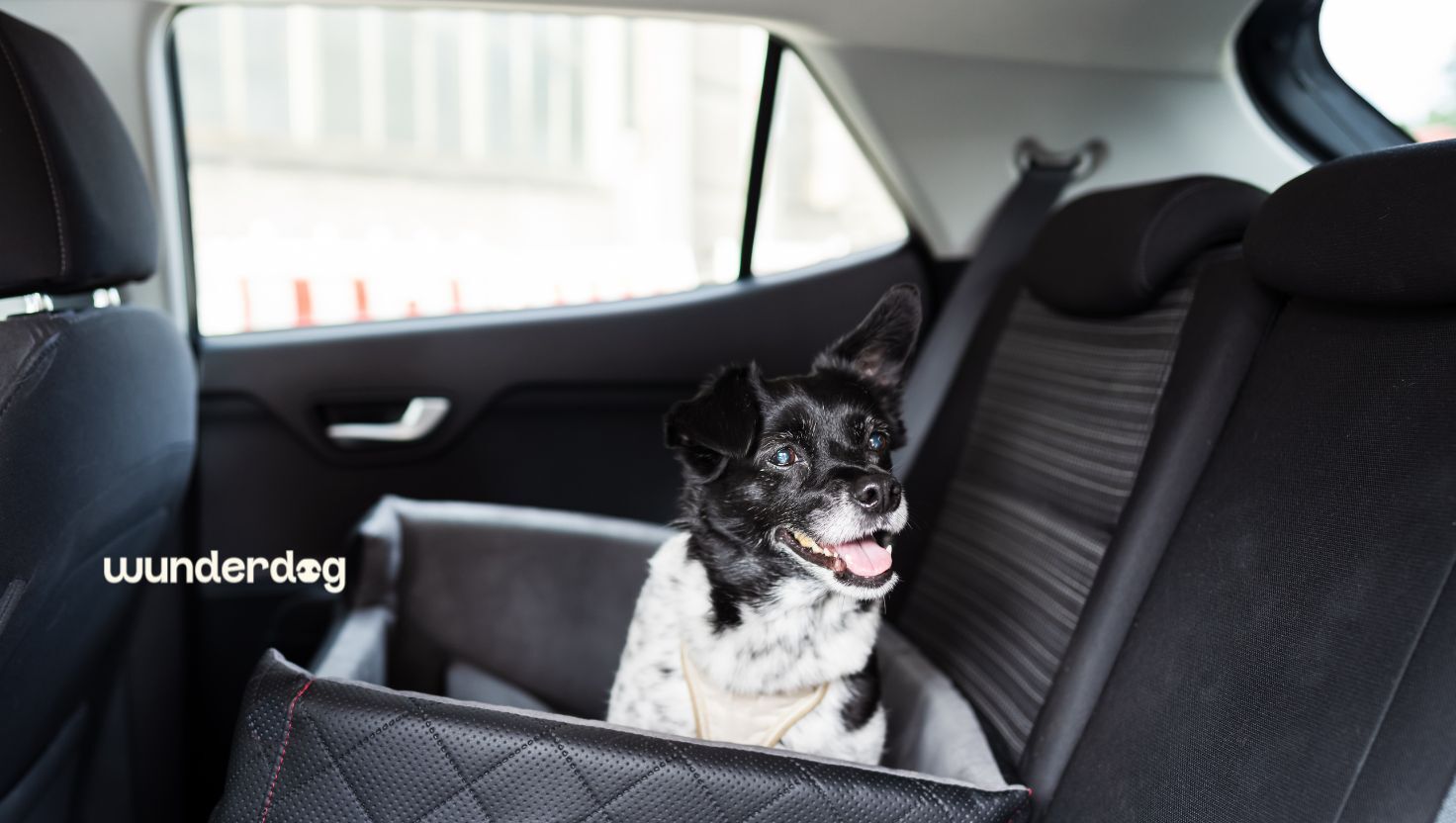 Dog sitting calmly in a secured car seat during a car journey, illustrating dog car anxiety and safe travel with Wunderdog.