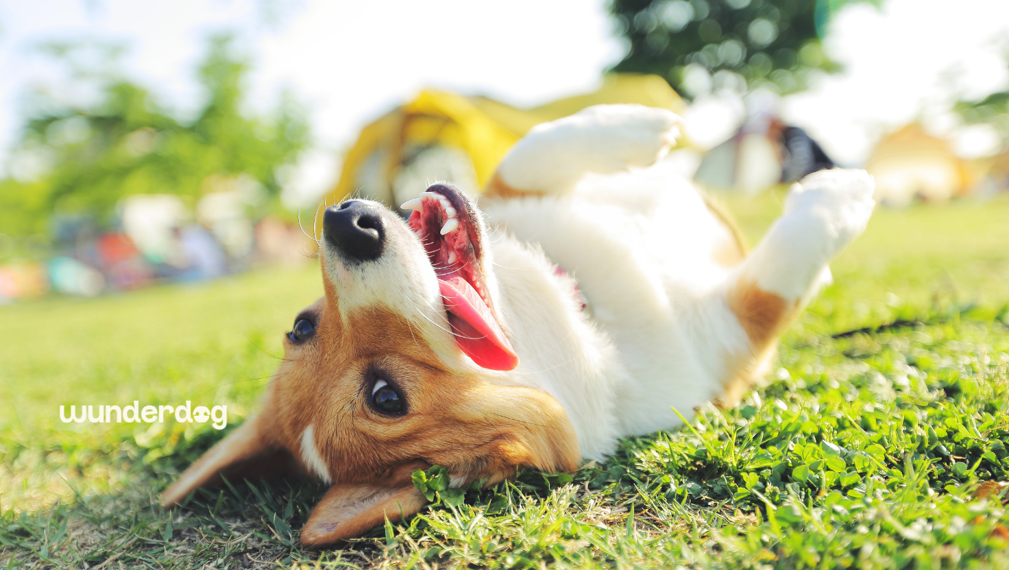 Happy corgi lying on grass outdoors during sunny weather, representing dogs staying active and comfortable during summer heat in the UAE.