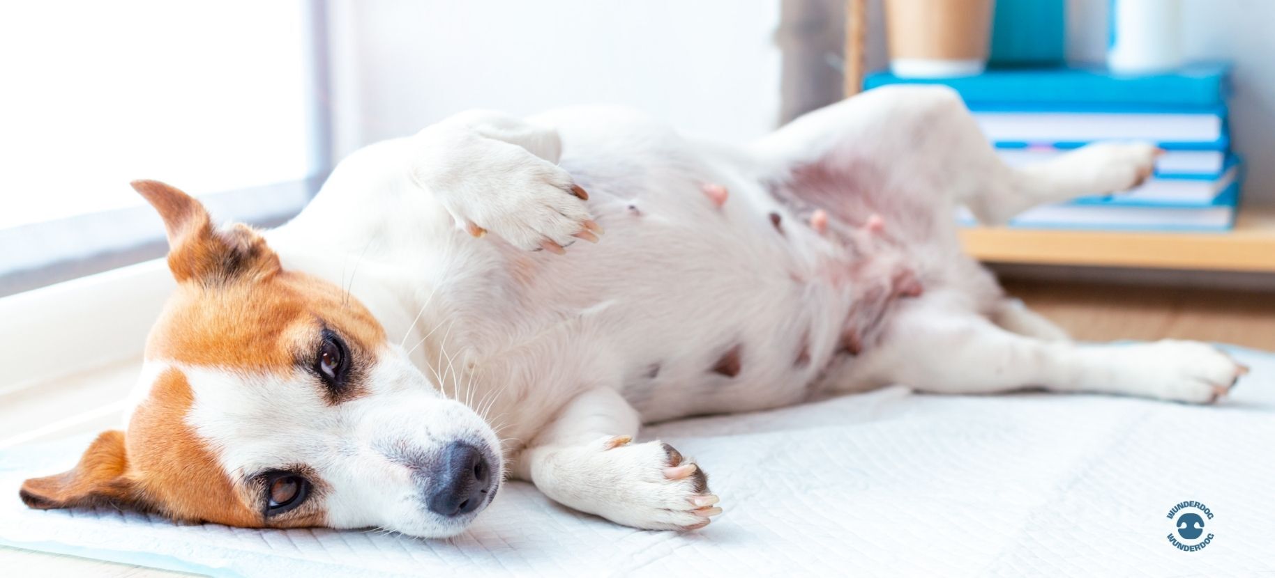 Dog lying on its side with a sensitive stomach, representing digestive discomfort and the connection between gut health and behaviour in dogs.