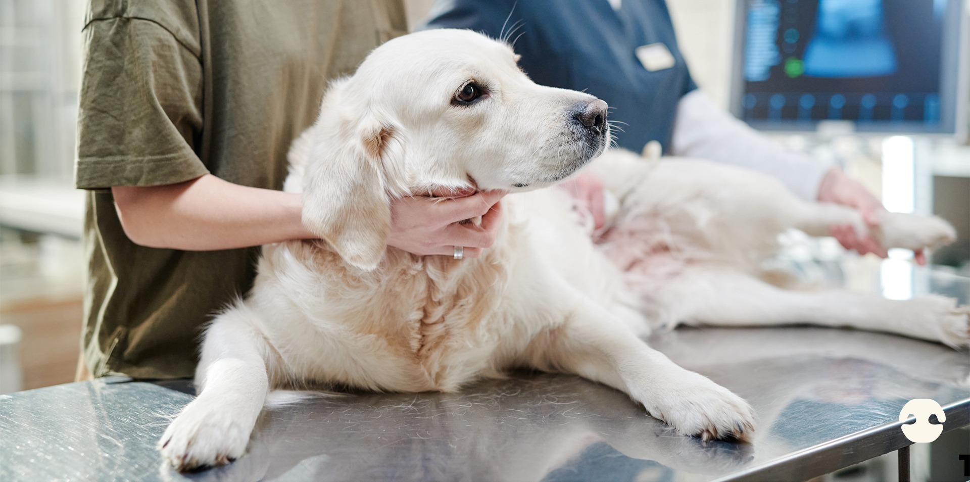 Veterinarian examining a dog on a clinic table during a consultation for diagnosing possible food allergies or digestive issues.