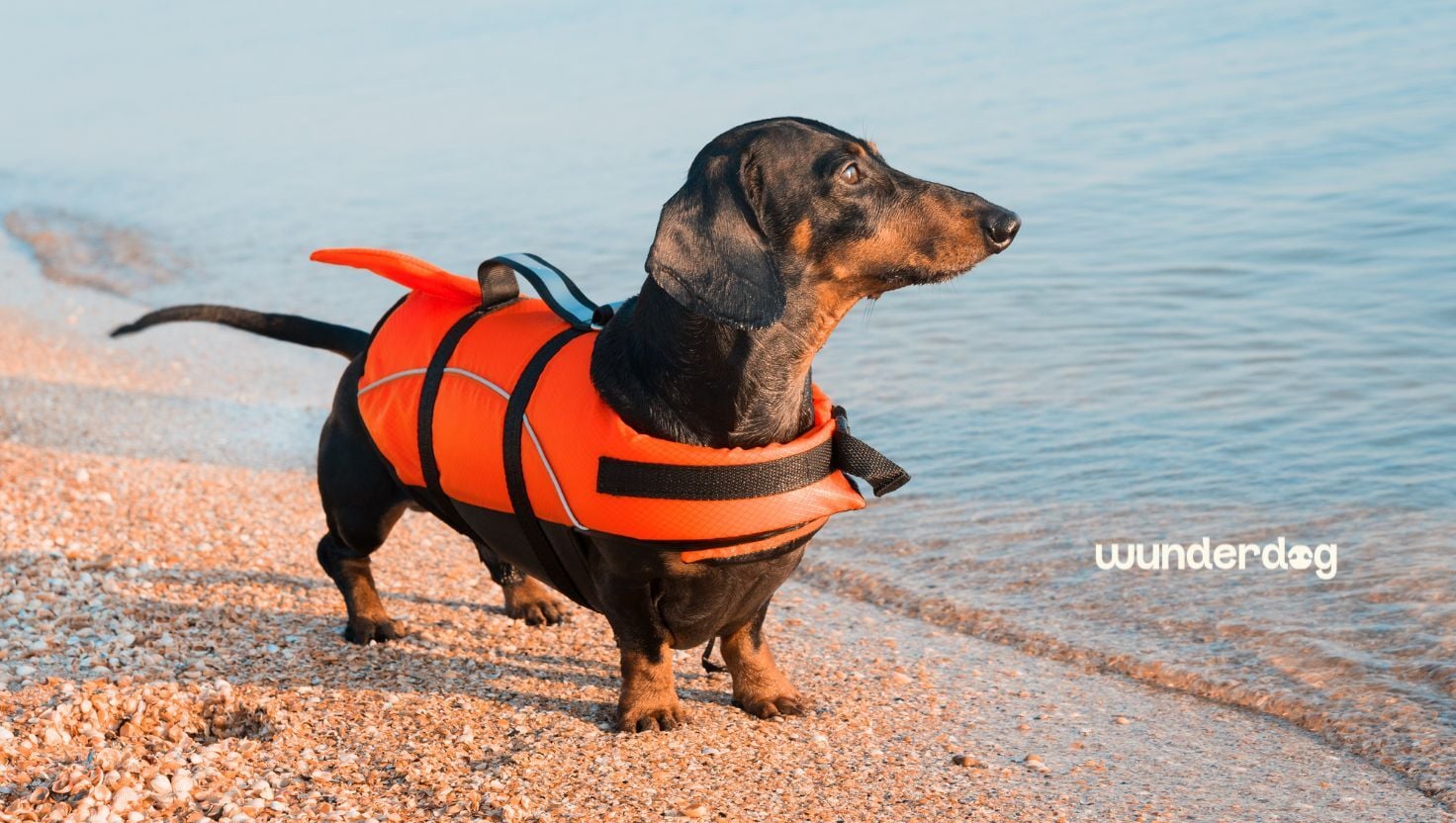 Black Dachshund wearing an orange dog life jacket standing on a UAE beach shoreline before swimming safely in the sea.