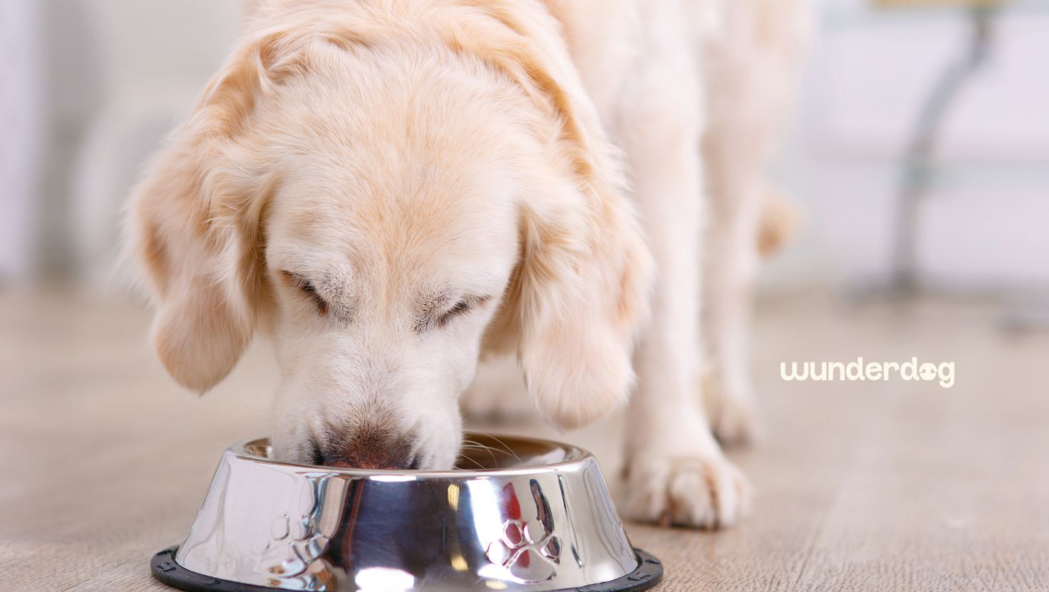 Golden retriever eating fresh Wunderdog dog food from a metal bowl at home
