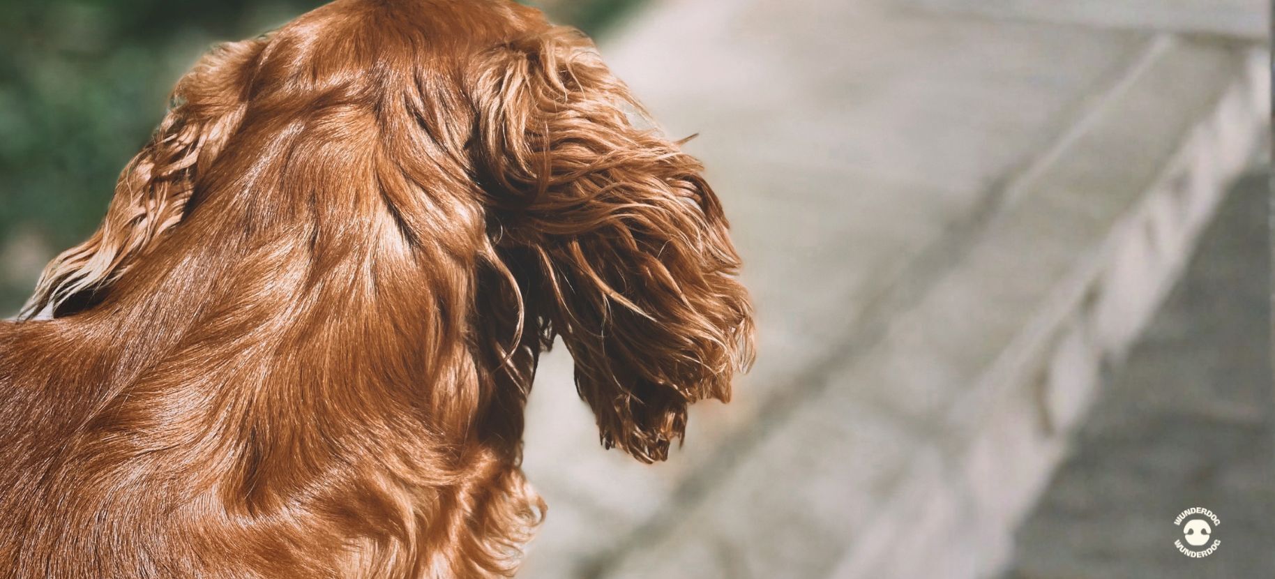 Close-up of a dog’s coat highlighting skin and coat health supported by omega-3s in fresh dog food, Wunderdog UAE.