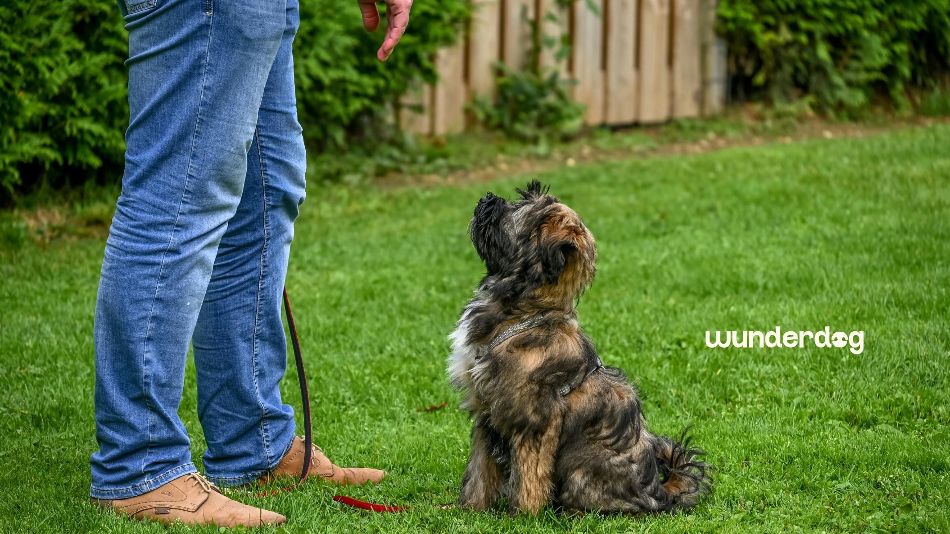 Puppy sitting on grass during a training session with its owner, Wunderdog UAE.