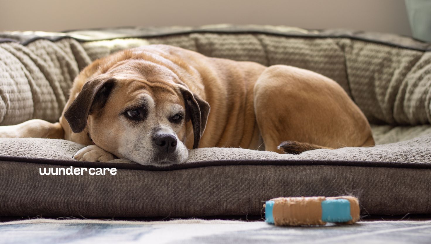 Senior dog with a grey muzzle resting comfortably on a bed at home, illustrating healthy ageing and heart health support through nutrition.