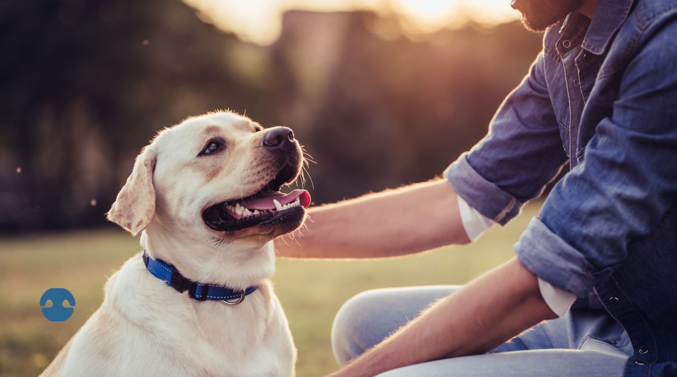 Happy dog sitting outdoors with owner, representing gut health and wellbeing in UAE dogs