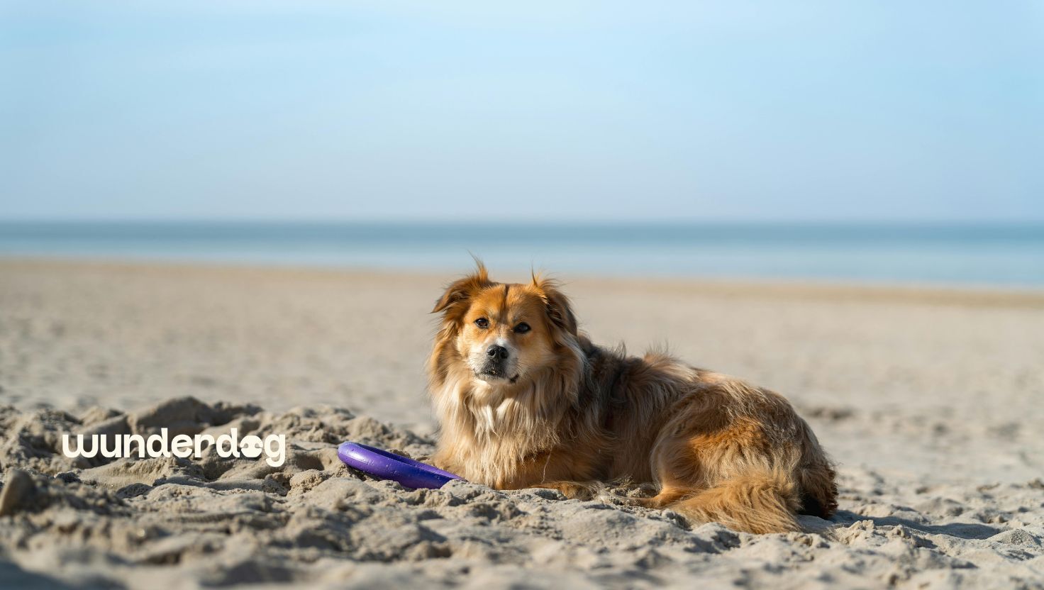 Dog resting on a sandy UAE beach beside a toy during summer with Wunderdog branding visible.