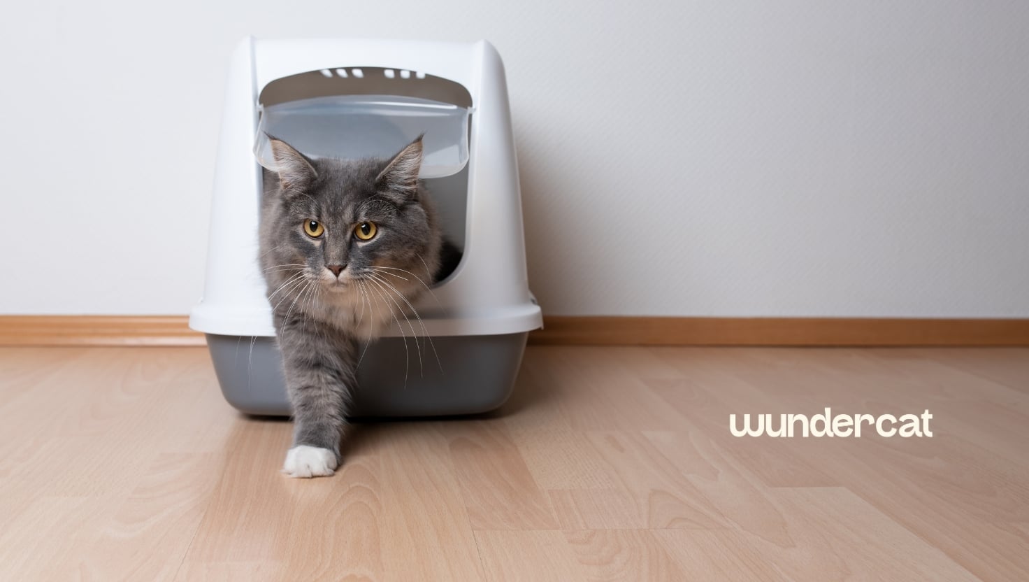 Grey cat walking out of a covered litter box at home, illustrating common causes of litter box odour and cat digestion.