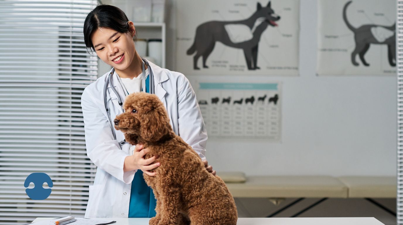 Veterinarian examining a small brown dog in a clinic, highlighting digestive health support for dogs
