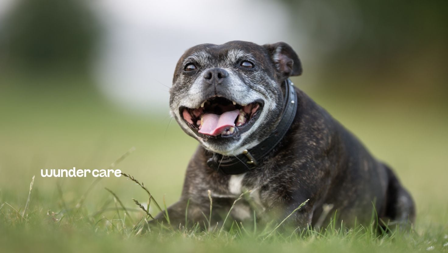 Happy senior dog outdoors, banner image for Wundercare's guide to heart supplements for dogs