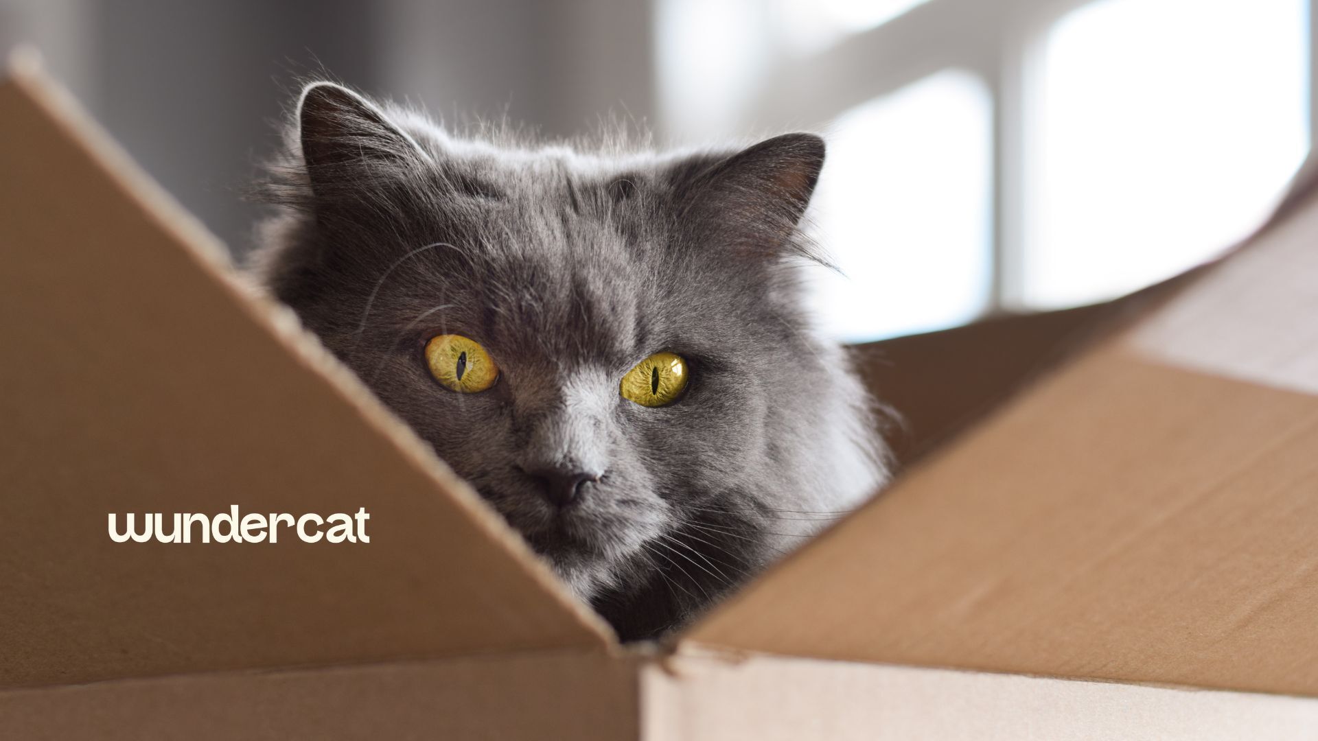 Grey cat sitting inside a cardboard box with the Wundercat logo
