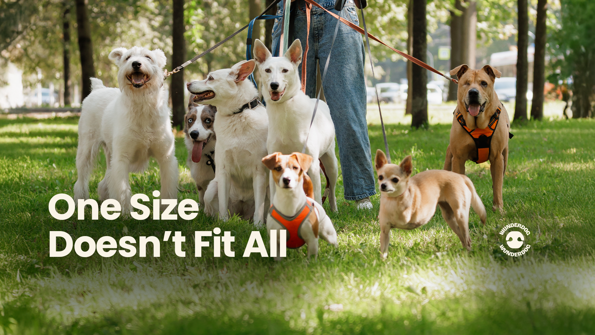 Group of dogs of different breeds, sizes, and ages standing together outdoors, representing personalised dog nutrition and why one size doesn’t fit all.